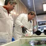 Scientists George Bonheyo, left, and Robert Jeters with Pacific Northwest National Laboratory apply an aggregator during a demonstration in a freezer laboratory in Sequim to show how the product bunches oil together in icy conditions. Bonheyo, PNNL senior research scientist for the laboratory and a research professor of biotechnology for Washington State University – Pullman, said it acts like a wick so that it can burn the oil more efficiently than chemicals. Sequim Gazette photo by Matthew Nash