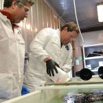 Sequim laboratory combating oil spills with wood shavings