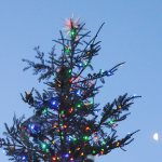 Trees With Stories: Sequim’s Holiday Fir