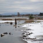 Meadowbrook Creek in Dungeness now combines into one passage rather than three after the North Olympic Salmon Coalition finished construction in the estuary in December 2016. Coalition staff said this makes it easier for salmon to find refuge and food as they migrate. Sequim Gazette photo by Matthew Nash