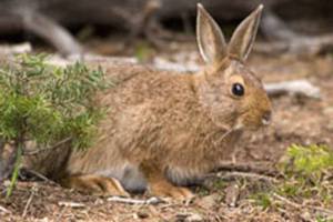 Natural History Dispatch: The curious life of the hare