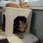 OPHS reflects on impact of new location