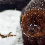 Natural History Dispatch: The fascinating fisher