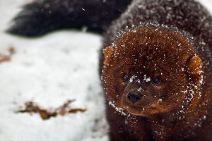 Natural History Dispatch: The fascinating fisher