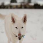 Eight-year-old Kona doesn&rsquo;t let a little snow get in the way of some exercise Tuesday morning near downtown Sequim. Sequim Gazette photo by Michael Dashiell