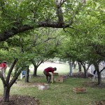 Volunteers and Dan Littlefield, food recovery program coordinator, recover food from an orchard on Woodcock Road to support local food banks. Photo courtesy of Dan Littlefield