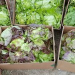 River Run Farm in Sequim helped supply the WSU Extension Office&rsquo;s food reduction and gleaning program with some of its 25,000 pounds collected from farms and homes in Sequim and Port Angeles in 2016. Photo courtesy of Dan Littlefield