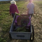 Gleaners Karen Coles and Diana Mullins walk away with a good haul at River Run Farm in 2016 to help the WSU Extension Office&rsquo;s food reduction and gleaning program support area food banks. Photo courtesy of Dan Littlefield