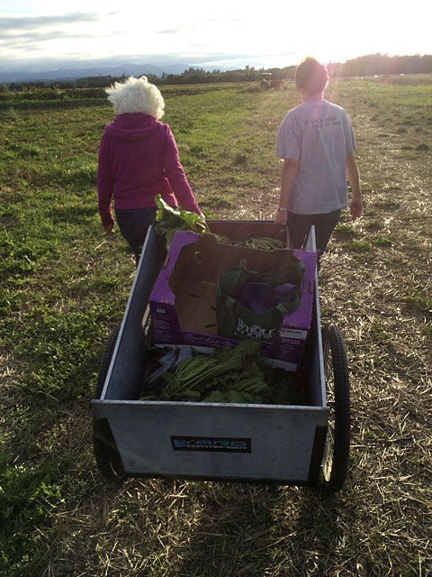 Gleaners Karen Coles and Diana Mullins walk away with a good haul at River Run Farm in 2016 to help the WSU Extension Office&rsquo;s food reduction and gleaning program support area food banks. Photo courtesy of Dan Littlefield