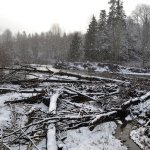 The snow continued to fall this afternoon in Sequim including at the Dungeness River Railroad Bridge Park. Sequim Gazette photo by Matthew Nash