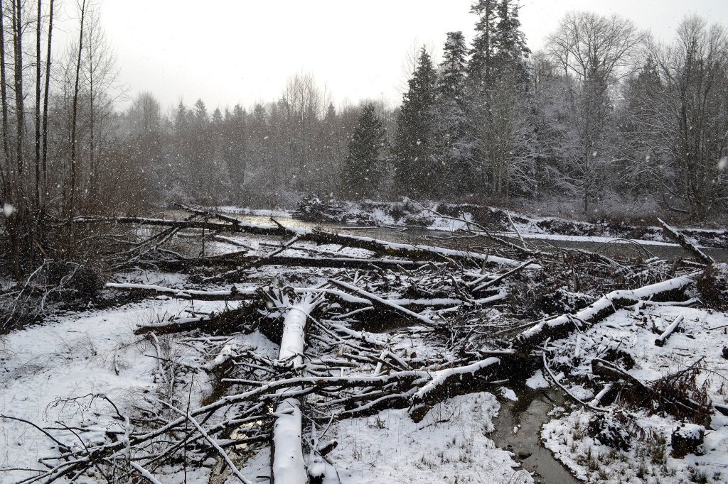 The snow continued to fall this afternoon in Sequim including at the Dungeness River Railroad Bridge Park. Sequim Gazette photo by Matthew Nash