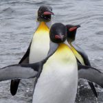 Traveler’s Journal: South Georgia Island/Patagonia