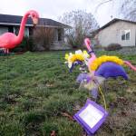 Flock and awe: Sequim Graduation Party flamingo fundraiser is back