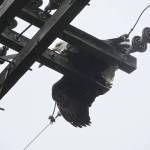 Local entities help rescue bald eagle