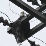 Local entities help rescue bald eagle