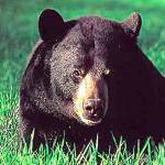 Natural History Dispatch: Sizing up the peninsula’s black bear
