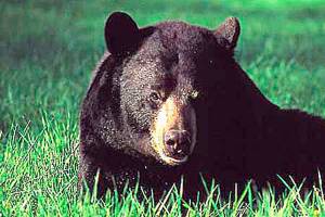 Natural History Dispatch: Sizing up the peninsula’s black bear