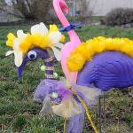 Flock and awe: Sequim Graduation Party flamingo fundraiser is back