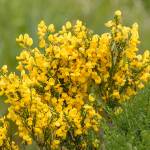 Peninsula Trails Coalition seeking ‘Broom Busters’