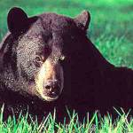 Natural History Dispatch: Sizing up the peninsula’s black bear