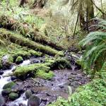Project to test forest management techniques in Olympic Experimental State Forest