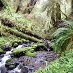 Researchers plan to try four different forest management strategies in the Olympic Experimental State Forest on the west end of the Olympic Peninsula in the coming years. Department of Natural Resources photo