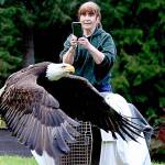 Recovered bald eagle released, reunited with mate near Port Angeles
