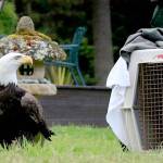 Sparky stands outside his cage after being released back into the wild on April 22.
