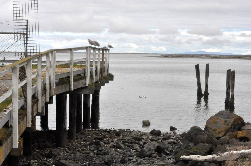 The European green crab was captured across from Dungeness Landing on Graveyard Spit. Sequim Gazette photo by Matthew Nash