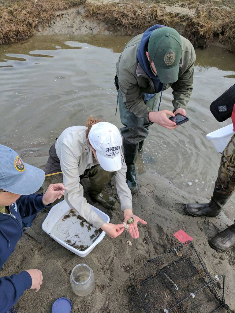Efforts to trap European green crab continue after 13 of the species were found in Dungeness Bay last week. Volunteers and staff of the Dungeness National Wildlife Refuge and partnering agencies plan to place traps in new and familiar areas along the Dungeness Spit this week and possibly more depending on their findings. Photo by Jason West USFWS.