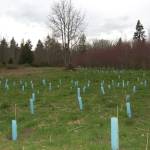 Reforesting for a future
