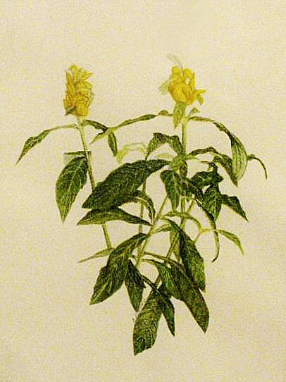 First Friday Art Walk bursts, blushes with pink theme