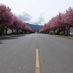 Sequim City street crews plan to use Rodda Paint to stripe roadways in hopes they&rsquo;ll have to paint roadways like North Seventh Avenue less often. Sequim city councilors unanimously approved a $9,100 agreement to partner with Rodda to buy road paint. Sequim Gazette photos by Matthew Nash
