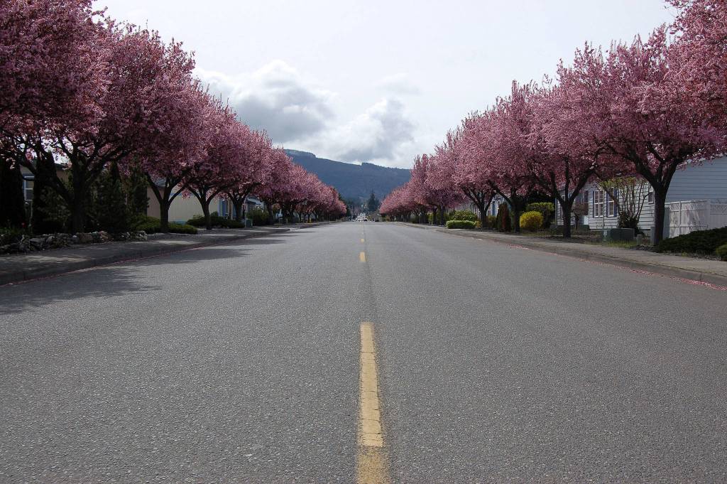 Sequim City street crews plan to use Rodda Paint to stripe roadways in hopes they&rsquo;ll have to paint roadways like North Seventh Avenue less often. Sequim city councilors unanimously approved a $9,100 agreement to partner with Rodda to buy road paint. Sequim Gazette photos by Matthew Nash