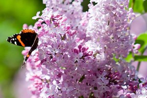 Get It Growing: April Gardening Activities