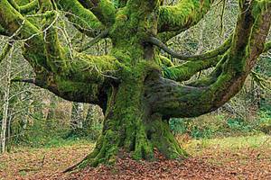 Natural History Dispatch: Embracing the bigleaf maple