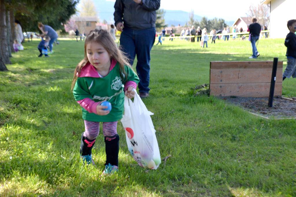 Alivia Cummings, 4, hunts down eggs outside the Sequim Elks Lodge on April 15. It was her first egg hunt ever. Sequim Gazette photos by Matthew Nash