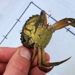 So far, 13 European green crab, an invsaive species, were trapped in Dungeness Bay. The crab is attributed to damaging the soft shell indicated in Maine and has affected ecosystems worldwide. Photo by Lorenz Sollmann USFWS