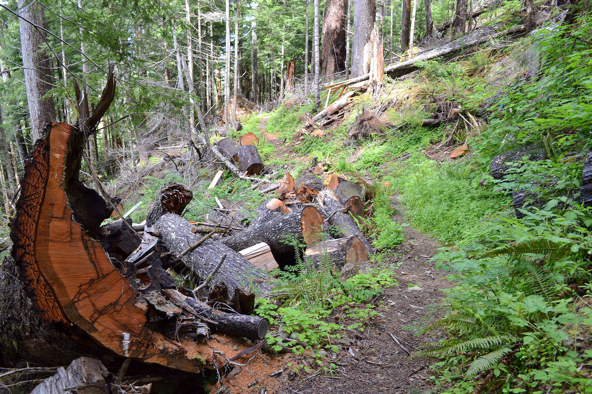 In 2019, staff with the U.S. Forest Service anticipate receiving about $300,000 to decommission and/or close about 30 miles of road in the Dungeness Watershed in the Olympic National Forest. Some of the roads will be converted to trails. A draft for the plans will be available for review in July or August. Sequim Gazette file photo by Michael Dashiell