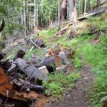 In 2019, staff with the U.S. Forest Service anticipate receiving about $300,000 to decommission and/or close about 30 miles of road in the Dungeness Watershed in the Olympic National Forest. Some of the roads will be converted to trails. A draft for the plans will be available for review in July or August. Sequim Gazette file photo by Michael Dashiell