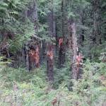 One of the reasons the U.S. Forest Service looks to close more than 30 miles of roads in the Olympic National Forest includes preventing abuse of natural resources like these trees that were shot by guns. Photo courtesy of the U.S. Forest Service