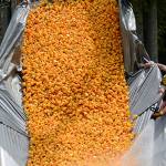 Port Angeles man wins new car in Great Olympic Peninsula Duck Derby