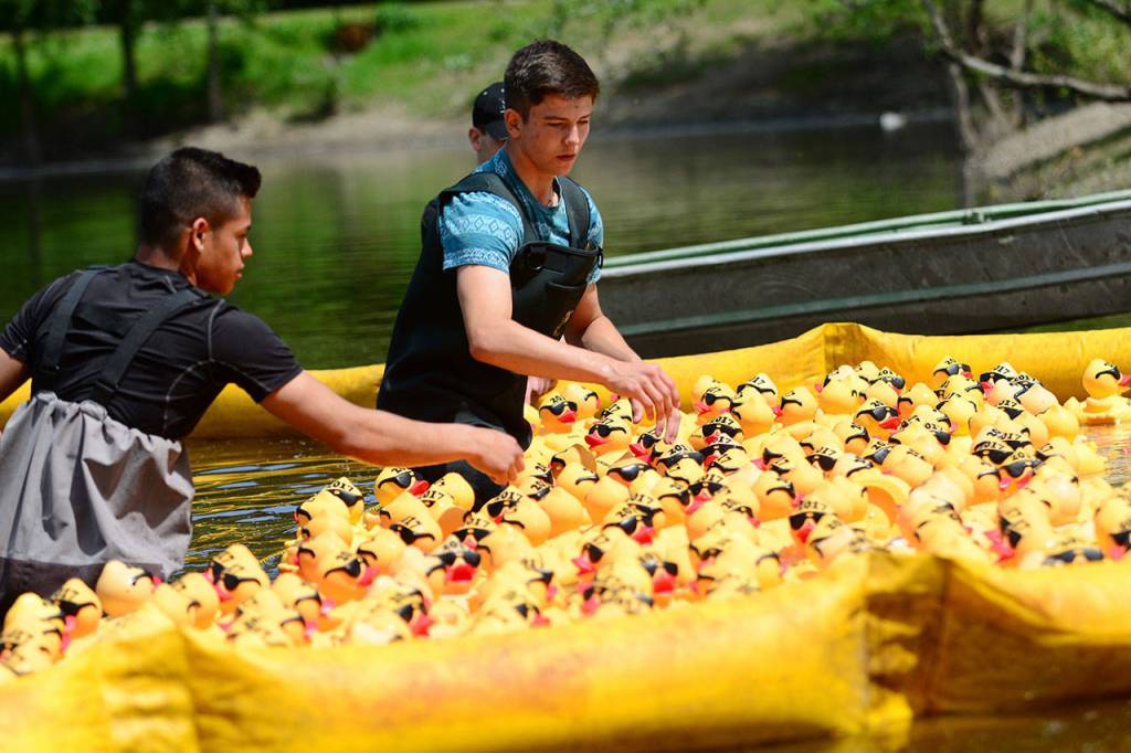 Volunteers line up Very Important Ducks for their race before the main event during the 28th annual Great Olympic Peninsula Duck Derby in Port Angeles on Sunday. (Jesse Major/Peninsula Daily News)