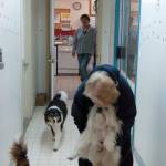 Country Paws Resort Owner Shelley Denton, foreground, pets one of the dogs she is caring for at her dog grooming and boarding business in Sequim. Denton and employee Noelle Geyer, background, were scammed by a private advertising company claiming to be through the Sequim-Dungeness Valley Chamber of Commerce. Sequim Gazette photo by Erin Hawkins