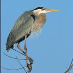 Musical soloist, photography at library
