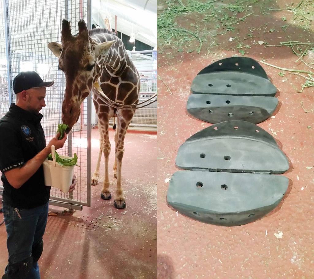 Twiga’s small miracle