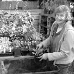 Betsy Burlingame, Master Gardener Plant Sale chairman, readies potted plants for the sale. Photo by Amanda Rosenberg