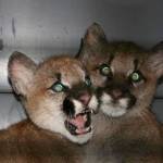 Cougar siblings, named Sequim and Olympia, were found last October in Joyce alone and malnourished. They were treated in Quilcene and Spokane before being transported to the Minnesota Zoo for care. Olympia&rsquo;s injuries were too severe despite veterinarians&rsquo; best efforts, which led her to die, zoo officials said. Photo courtesy Jennifer Gross