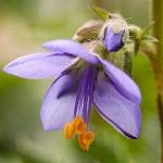 Get It Growing: Set your May gardening calendar