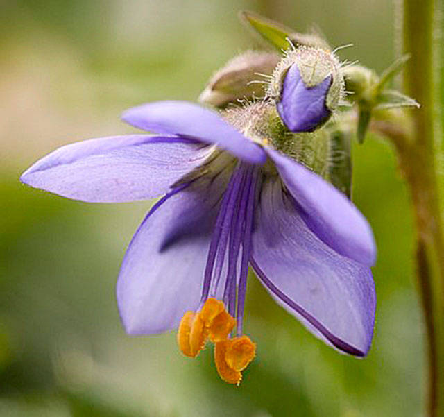 Get It Growing: Set your May gardening calendar